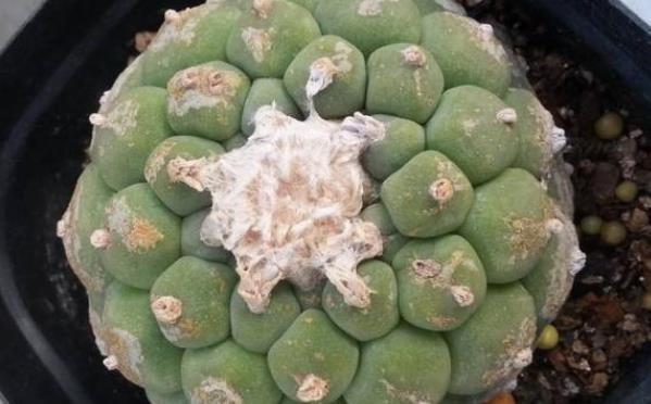 再美观也不能在家里养的3种花,不知你家有没有,尤其是第二种