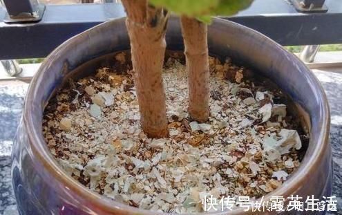 营养成分|养了多年花，才知道鸡蛋壳这么处理，不生虫、肥效足，养啥啥旺