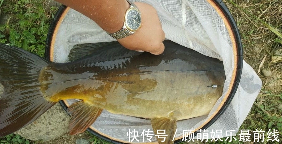 养殖|洪水退后，河南新郑河里出现许多“无鳞怪鱼”，有人一次钓几十斤