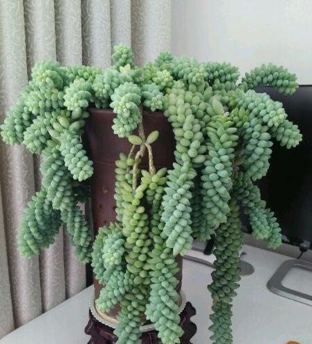 想养一盆“新玉缀多肉”,就学正确繁殖方法,轻松生根,养成功