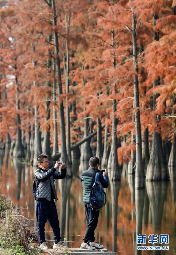 新华社|新华社：武汉“水上森林”色彩斑斓
