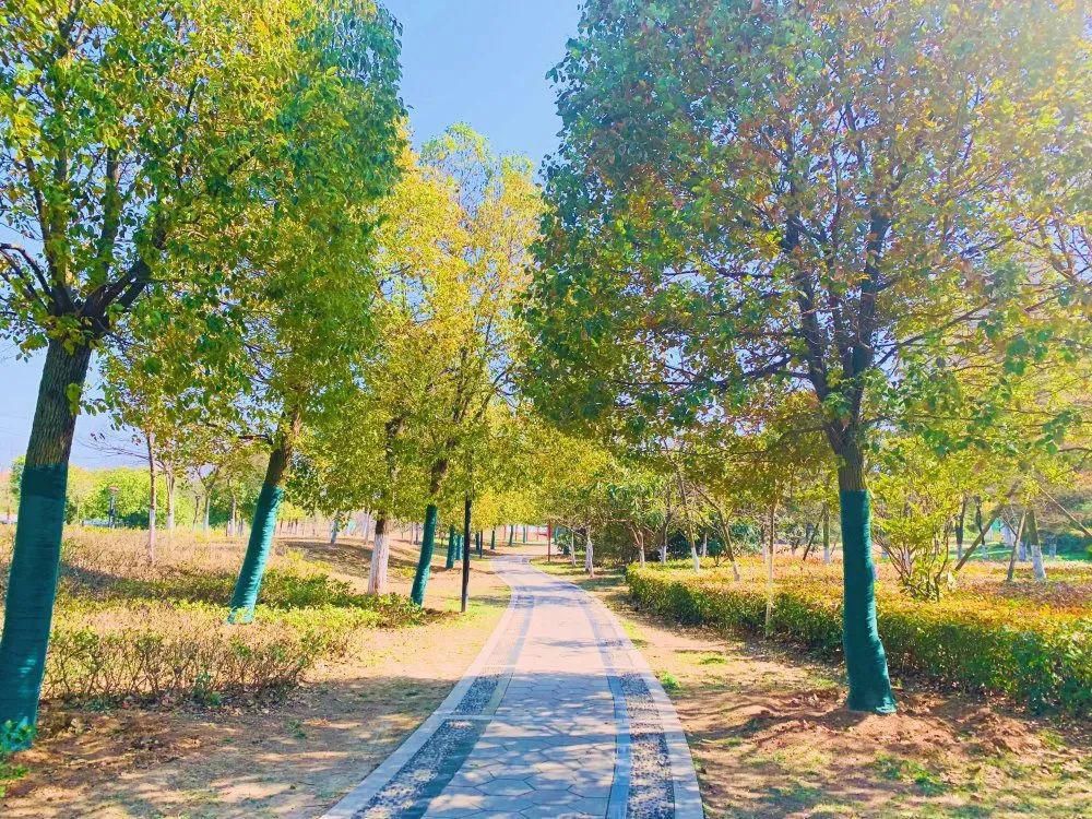 老年|春暖花开!阜城第一波春色来啦~