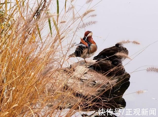 染色盘|北京的秋:浓墨重彩，不能辜负