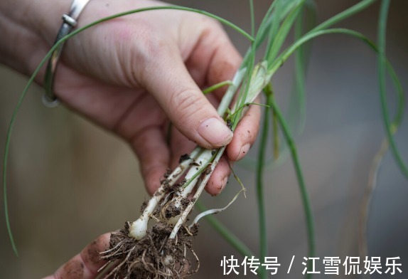 野菜|开春挖野菜,送你“野菜大图鉴”,教你轻松识别20种野菜