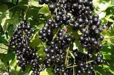 淡斑|女人45岁以后，开始冒皱纹，常吃以下三种水果，淡斑去皱、抗衰老