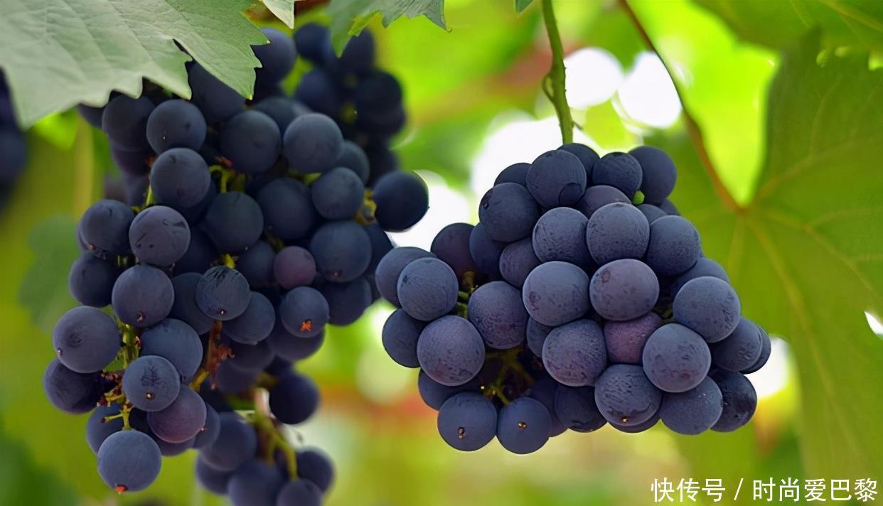 美容养颜|人到中年,常吃3种食物,排毒瘦身抗衰老,增强免疫力