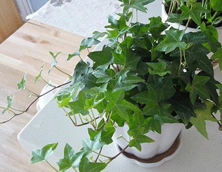 养花“磷钾肥”不用再买了,轻松自制效果强,养啥都能轻松爆满盆