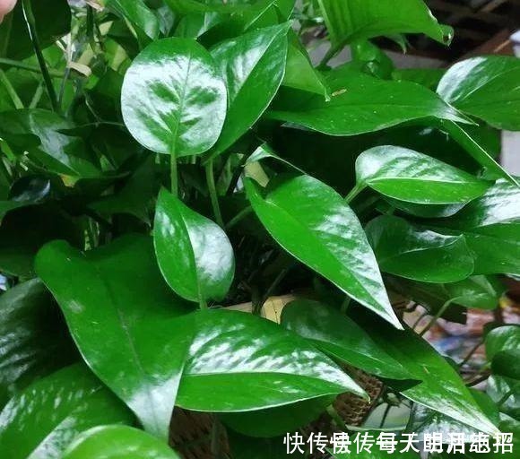 浇花|厨房1种“液体”，倒掉了可惜，殊不知是养花“钾肥”，养啥都旺！