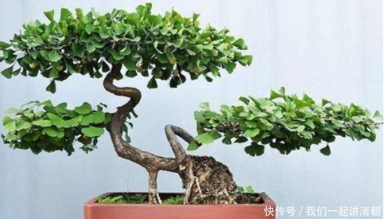 4种花很好养,花开酷似一盏盏红灯笼,养在哪里都爆盆,惹人喜爱