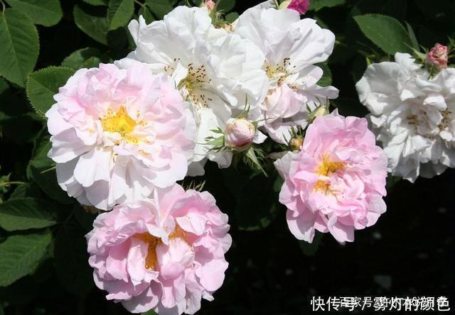20款古老月季。数百年唯美传承,个个经典又抗病。远胜现代月季