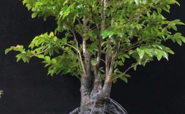 观赏价值|堪称我国最好养的盆景,不仅比牡丹大气,而且美观寓意好