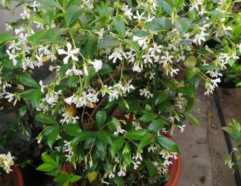 安全距离|养殖茉莉选银丝,盆栽抓住4点,一年四季开花,量多又持久