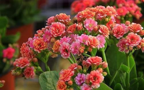 修剪|3种花,扦插最好活,枝条沾土就生根,不出俩月长满盆