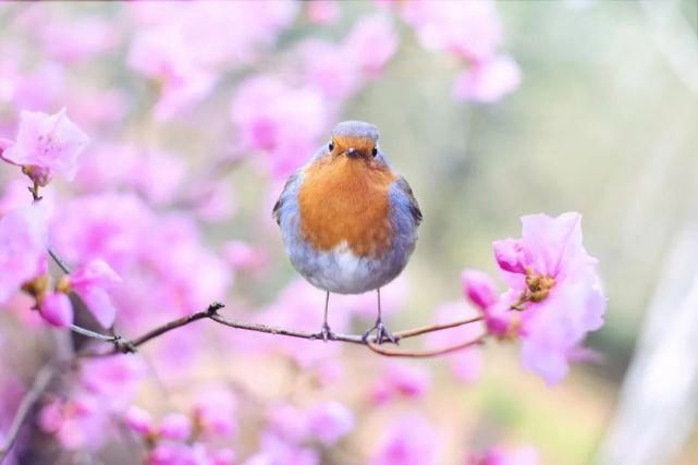 春天来了，听听《鸟语》太美了！