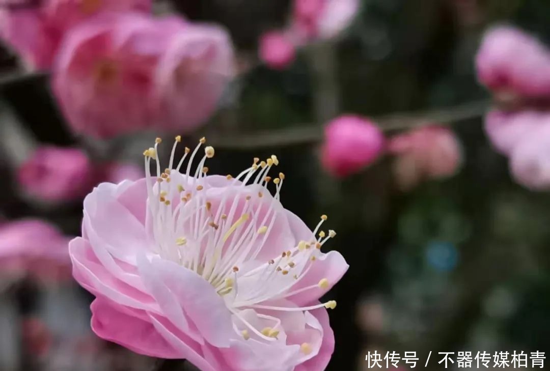 中年|春暖花开游贵州，“花花世界”惹人醉！