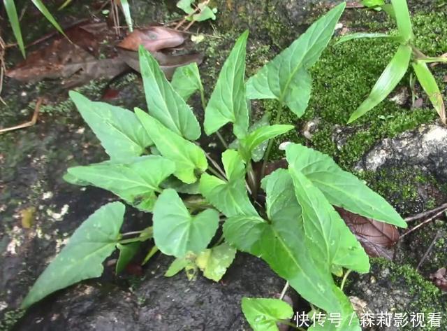 开紫花尖叶子的植物 开紫花尖叶子的植物