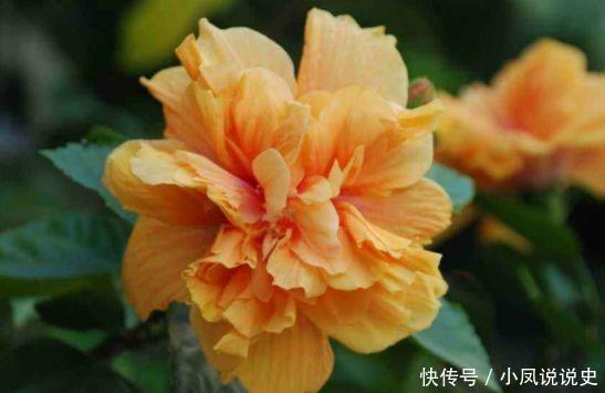 4种花是懒人的最爱,有阳光就爆盆,年年开花美翻