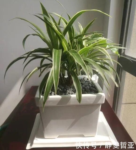 虎皮兰,红掌,吊兰养成老桩,变成大树,真壮观