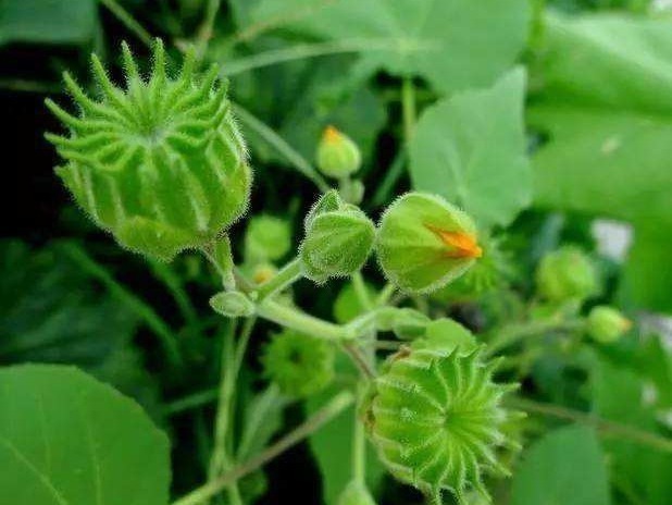 止咳化痰|田野间被当做杂草的野菜,止咳化痰、治疗关节疼痛,早知早健康!