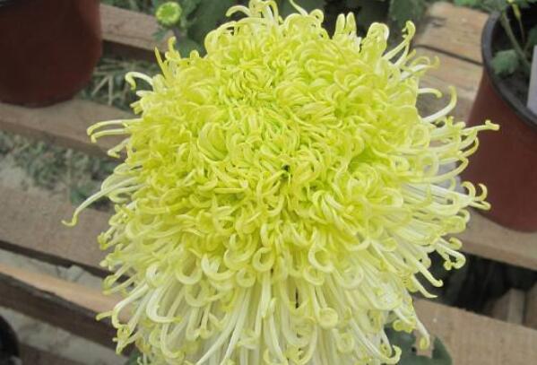 喜欢养花，就养这4款，年头开到年尾，花姿优雅多态