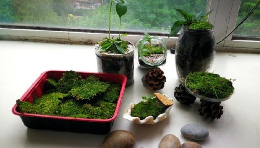 山上3种“植物”,做成小盆景,趣味盎然,观赏性强