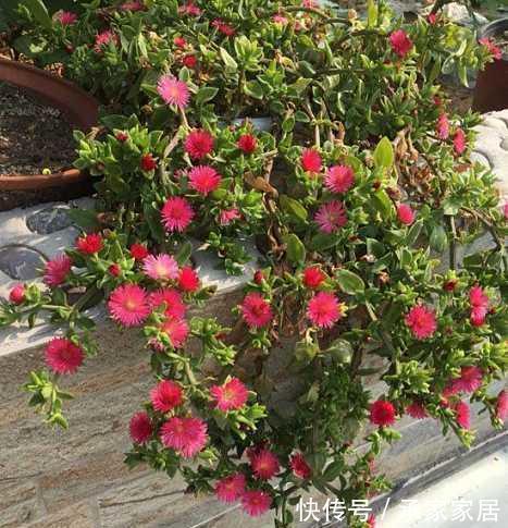 牡丹|家里养花就养它,扔个枝条就生芽,长出大盆的菜,开出满满的花