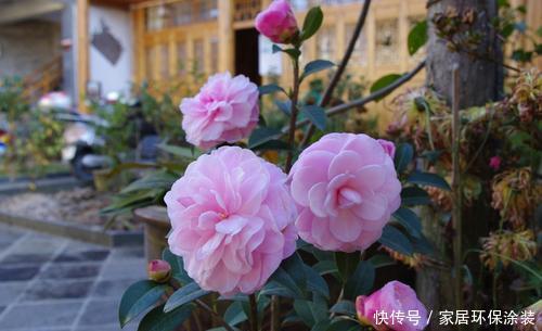 金边瑞香|4种耐寒花,现在养一盆正当时,大雪天也冻不死,花照样呼呼开!