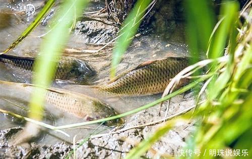 鲫鱼|我国特有的鱼,常误认是“小杂鱼”,曾是朝廷贡品,如今1斤50元