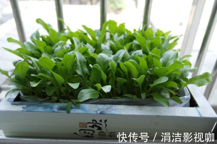 她从不买“花盆”,种出来的花却美的让人称赞,朋友都来向她学习