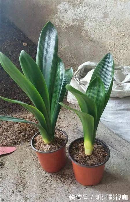 君子兰烂根别扔了，一种水泡一泡，20天满白根，长得更旺