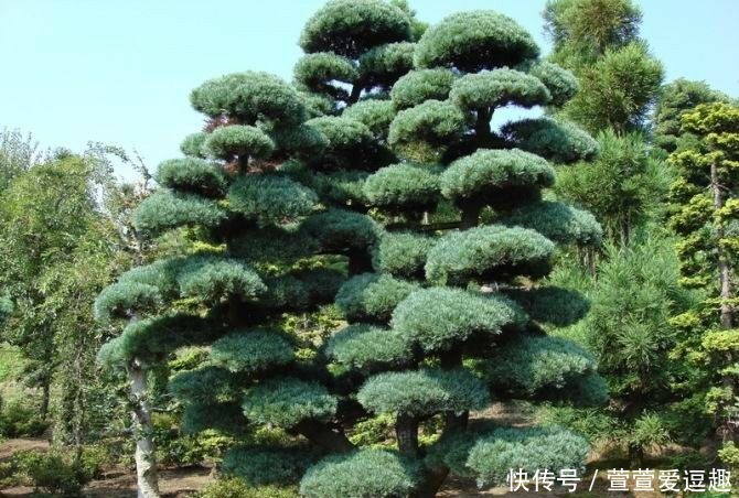 庭院种什么树最吉利，还好看？