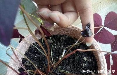 花盆里有虫子,洒了点风油精,你猜结果是什么?你是怎么除虫的?