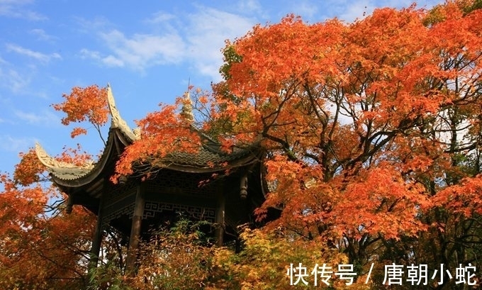 辛丑!七律|人间至美是清秋