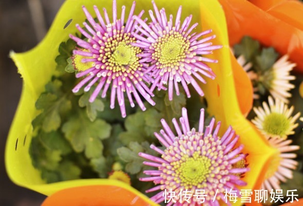 花瓣|喜欢养花,一定要养中华名菊女王菊,花瓣舒展,气质恢弘霸气!