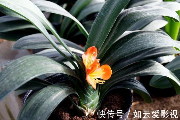 花友们|君子兰难养？花1分钟学会这3样东西的用法，爆盆不愁