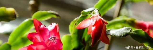 喂点“甜水”,蟹爪兰不烂根不黄叶,还开满盆花!