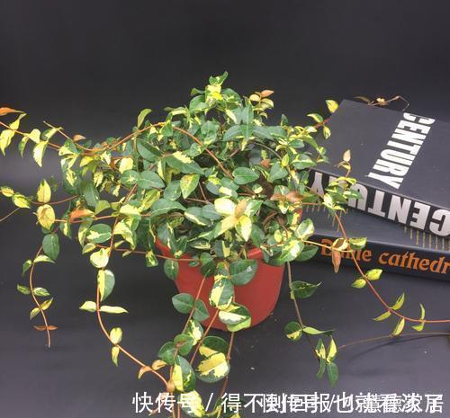 冬天|4种漂亮植物，不开花也好看，耐寒又好养，零下几度都冻不死！