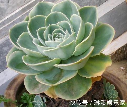 花朵|“3种花”一浇水就能活，客厅养一盆，花朵一开就成“瀑布”