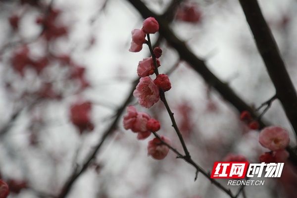 梅花|湖南新田：梅花盛开报春来（组图）