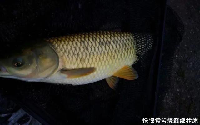 手竿|浅水好钓鱼,但这4件事你不可不知,弄错一件就与大鱼无缘