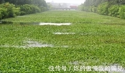 作为观赏植物引入的水葫芦,一度泛滥成灾,现在为何变得少见了?