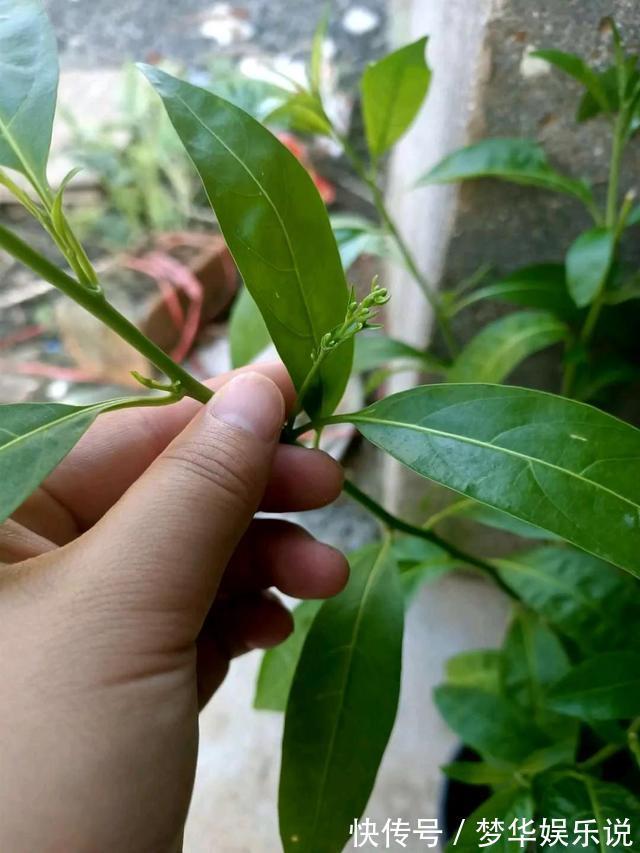 室内养花需谨慎，俗话说花旺人不旺，这些花趁早搬出室内！