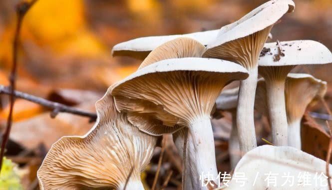 死对头|它们是高血压的“死对头”, 只要每天吃几口, 血压乖乖降下来!