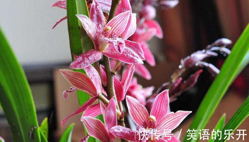 墨兰浇水能用雪水吗,冬季浇水,老花农教你三个简单实用技巧