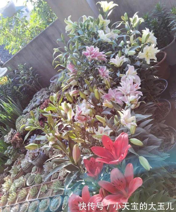 记录一下我养过的花,1000多盆都有啥