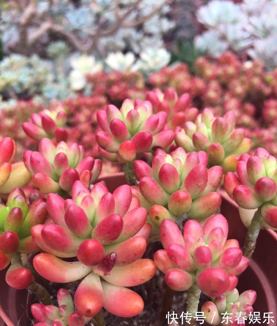 多肉|多肉换盆很讲究,换好生机勃勃,换差烂根烂叶,教你几招好方法!