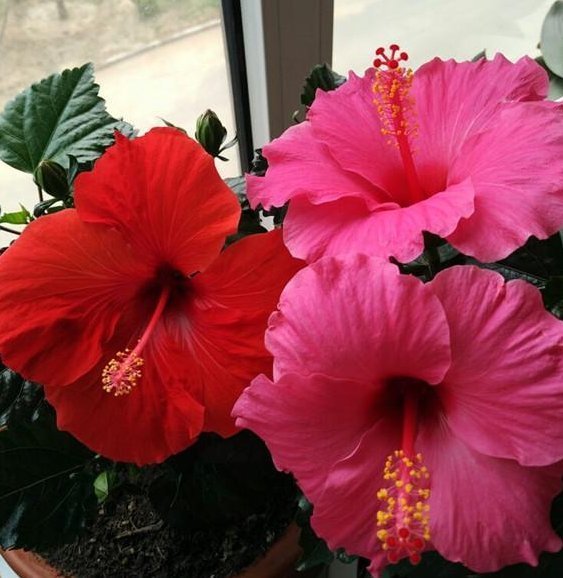 植物|别再养绿萝吊兰了,此花美丽又好养,扔进土里就能活,四季有花开