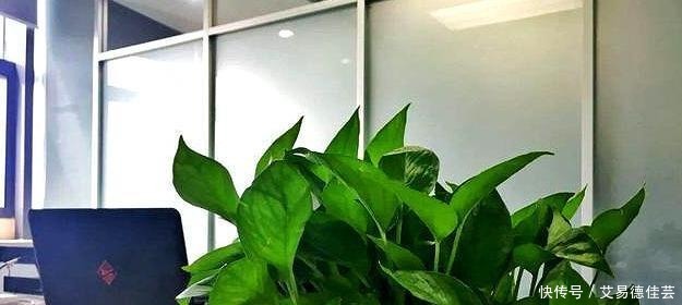 连细菌都“害怕”的3种花,远离病菌侵犯,家里该多养几盆