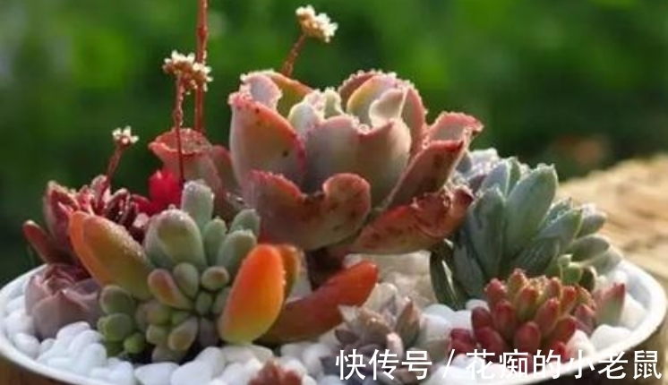 新手养多肉有“4大误区”,是养不好的主要原因,要分清“先后”