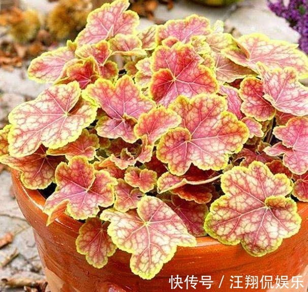 调色盘|1种花卉耐冻耐旱，被誉为“调色盘”，叶子就是五颜六色